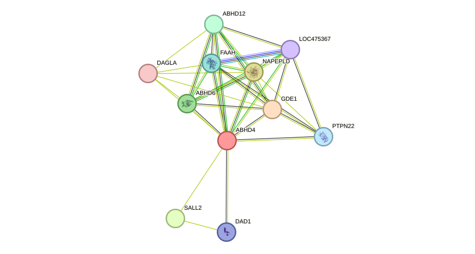 STRING protein interaction network