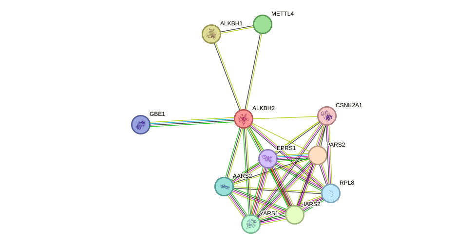 STRING protein interaction network