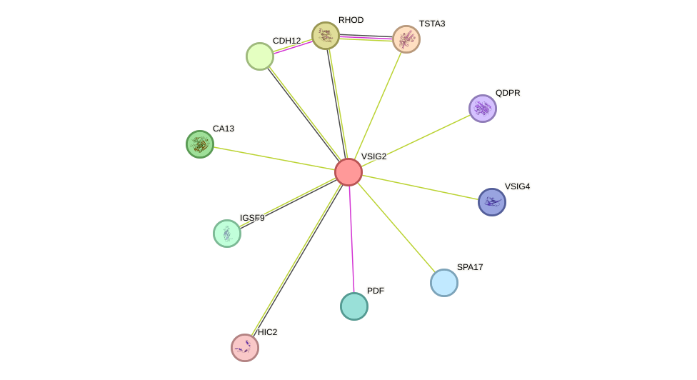 STRING protein interaction network
