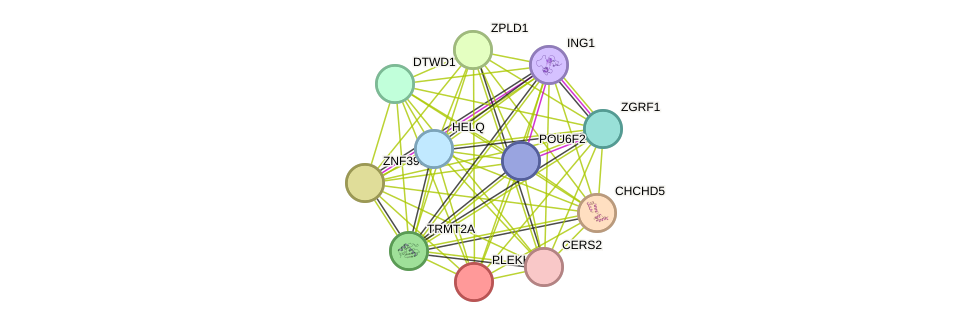 STRING protein interaction network