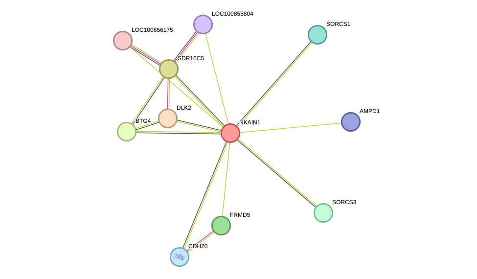STRING protein interaction network