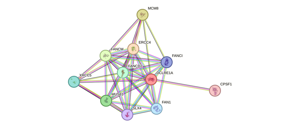 STRING protein interaction network