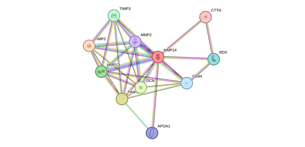 STRING protein interaction network