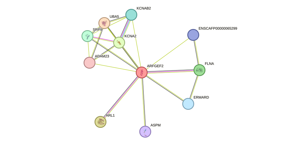 STRING protein interaction network