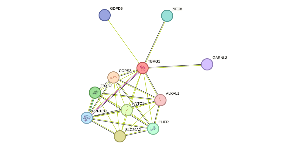 STRING protein interaction network
