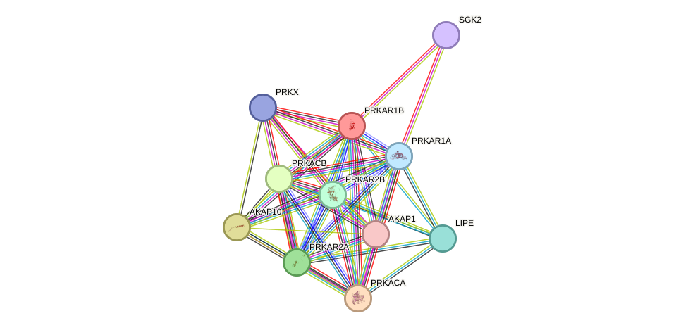 STRING protein interaction network