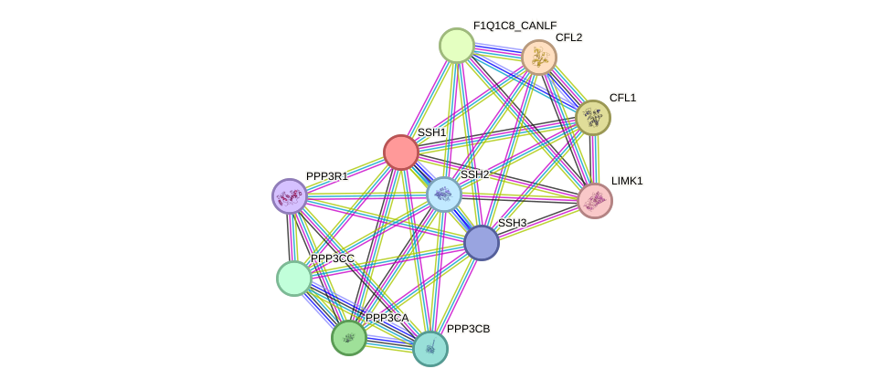 STRING protein interaction network