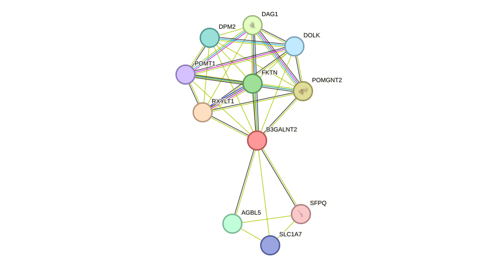 STRING protein interaction network