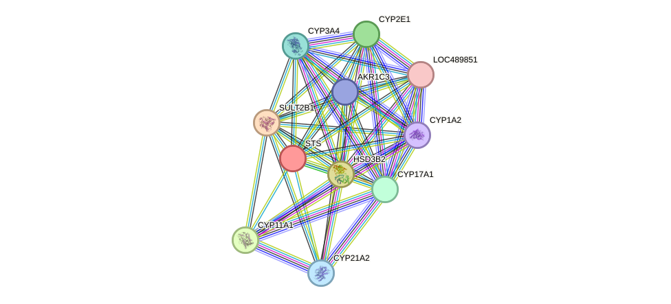 STRING protein interaction network