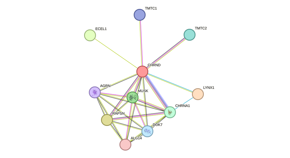 STRING protein interaction network