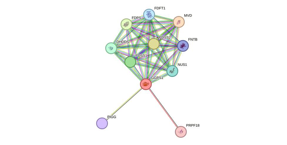 STRING protein interaction network