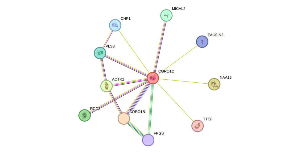 STRING protein interaction network