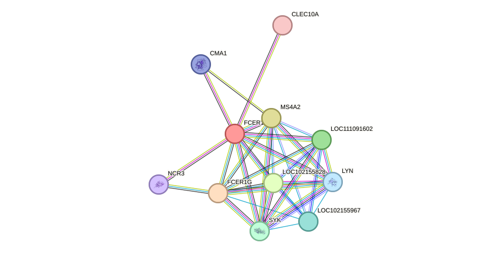 STRING protein interaction network