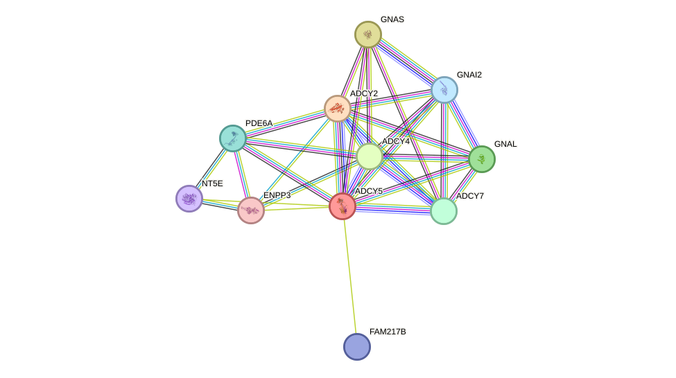 STRING protein interaction network