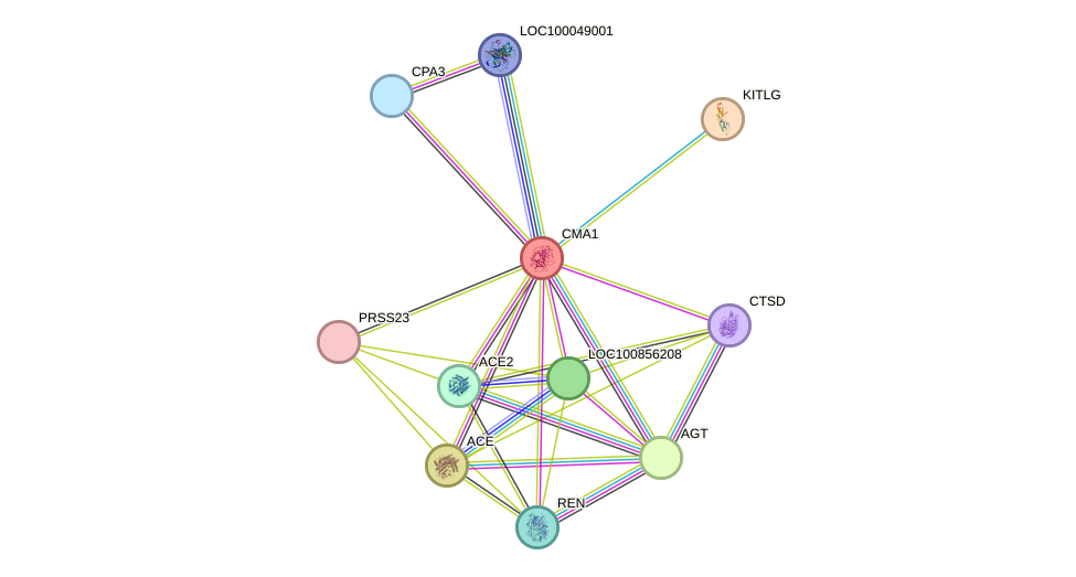 STRING protein interaction network