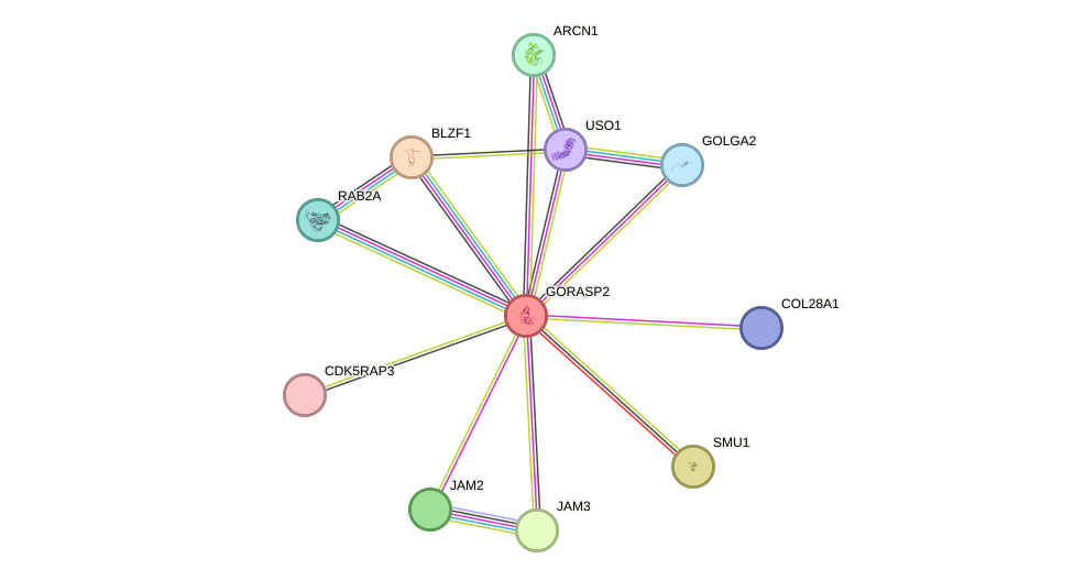 STRING protein interaction network