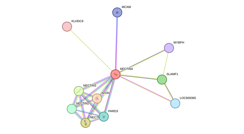 STRING protein interaction network