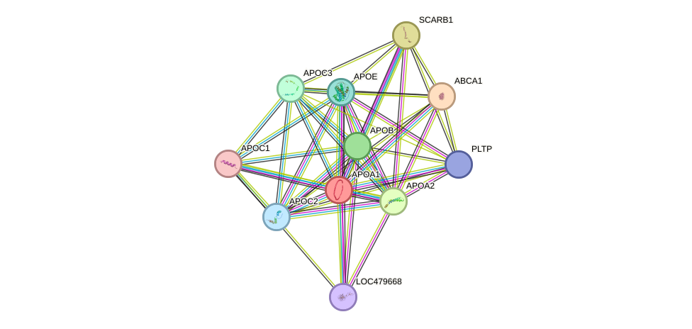 STRING protein interaction network