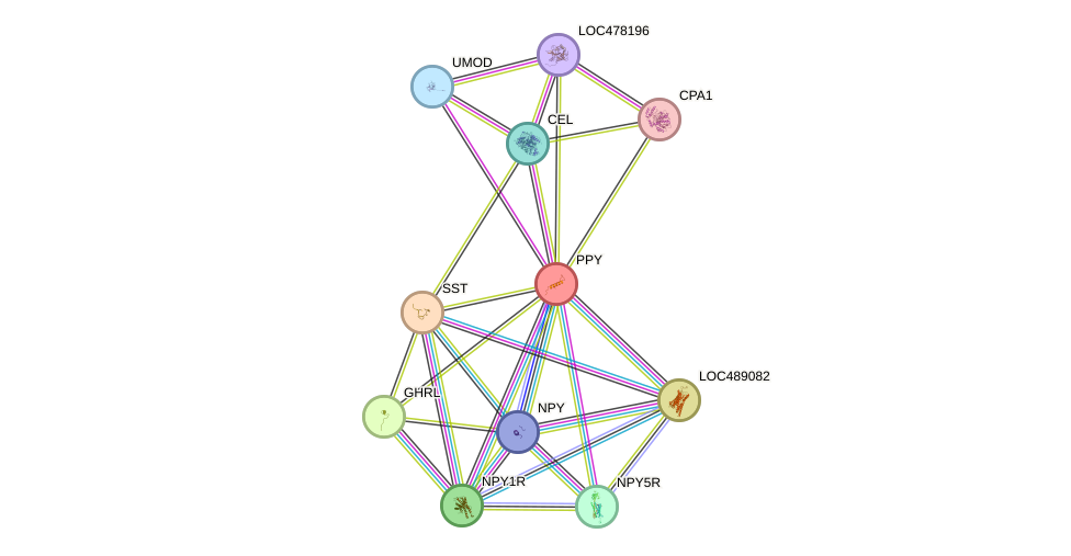 STRING protein interaction network