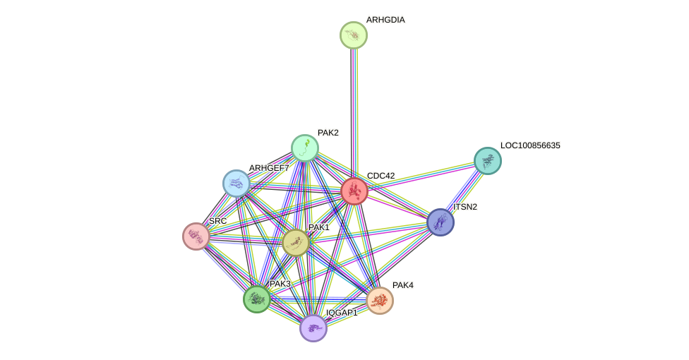 STRING protein interaction network