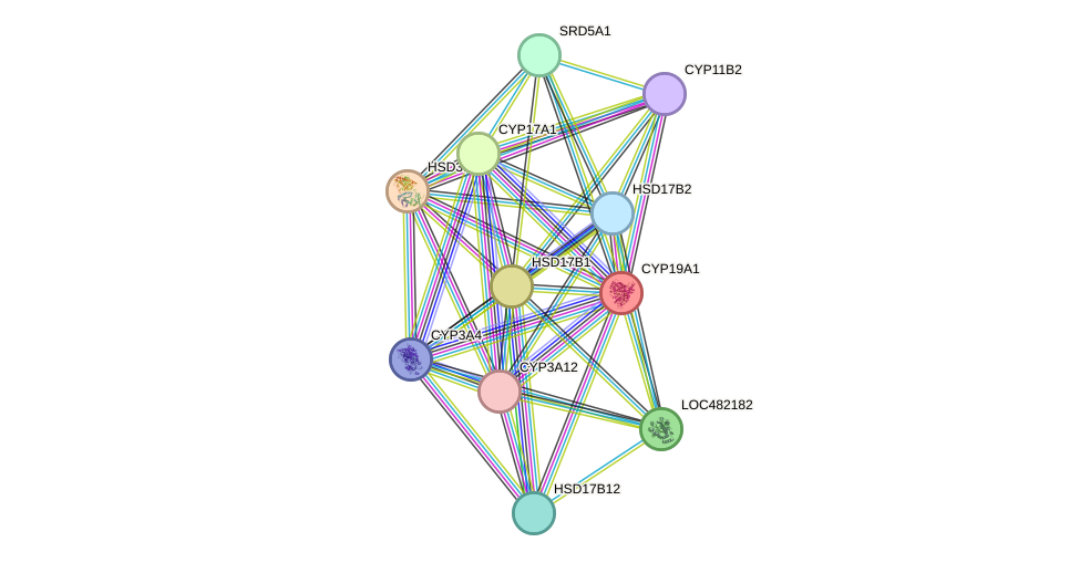 STRING protein interaction network