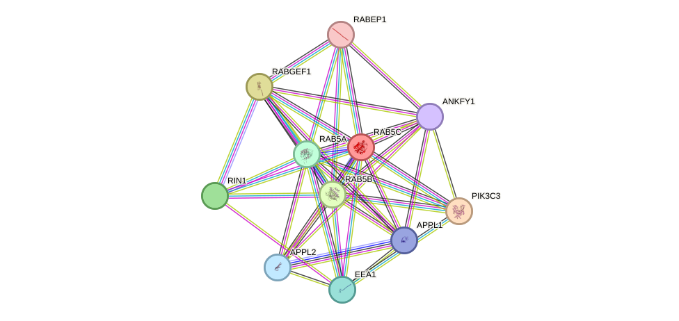 STRING protein interaction network