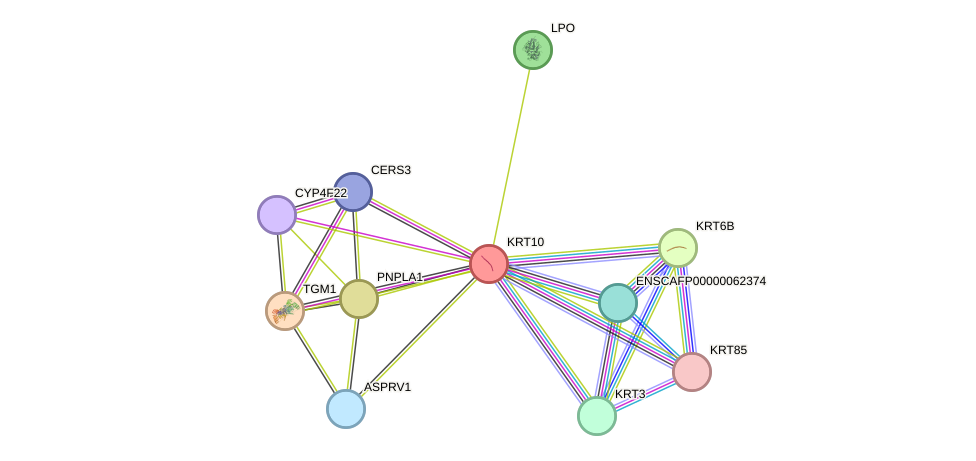 STRING protein interaction network