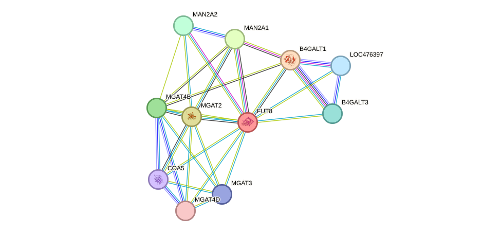 STRING protein interaction network