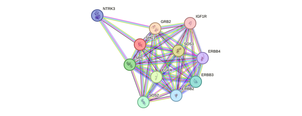 STRING protein interaction network