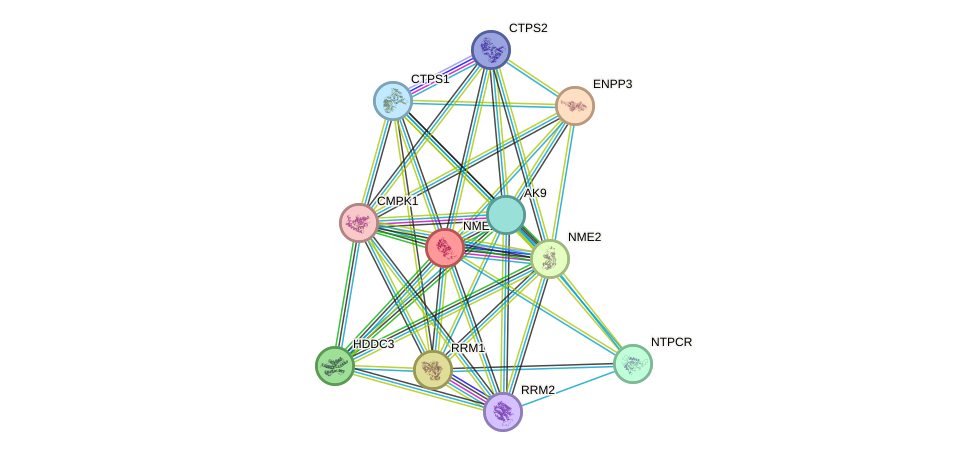 STRING protein interaction network