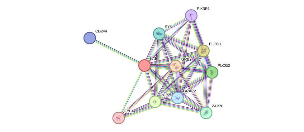 STRING protein interaction network