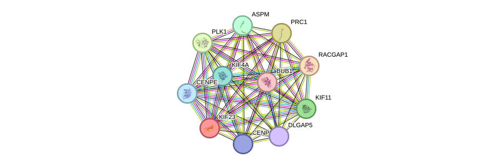 STRING protein interaction network