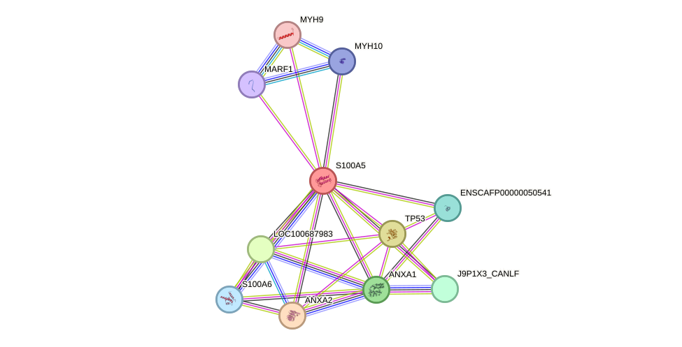 STRING protein interaction network
