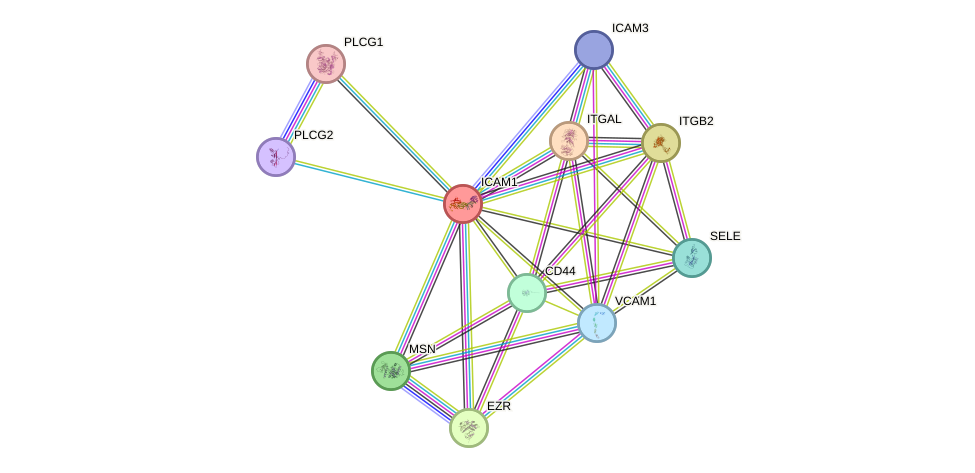 STRING protein interaction network