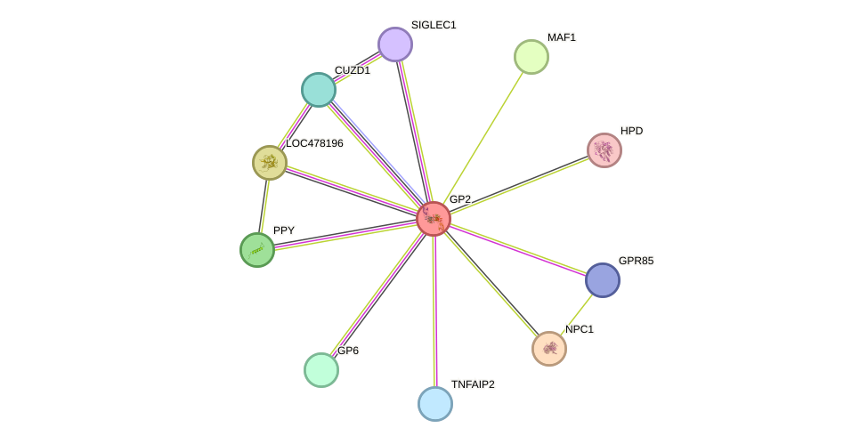 STRING protein interaction network