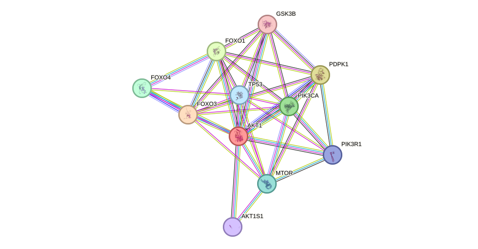STRING protein interaction network