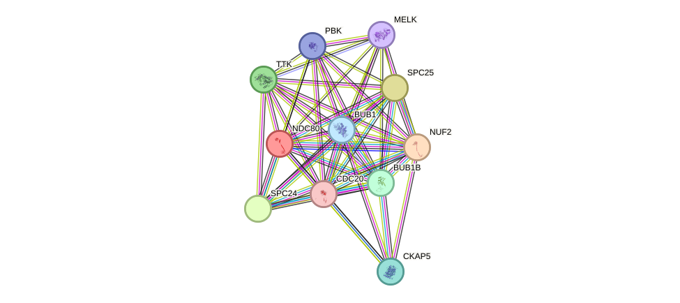 STRING protein interaction network