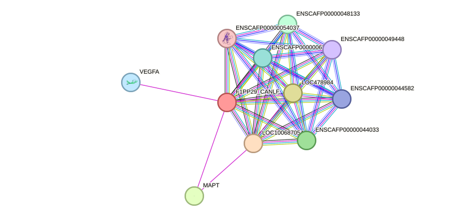 STRING protein interaction network
