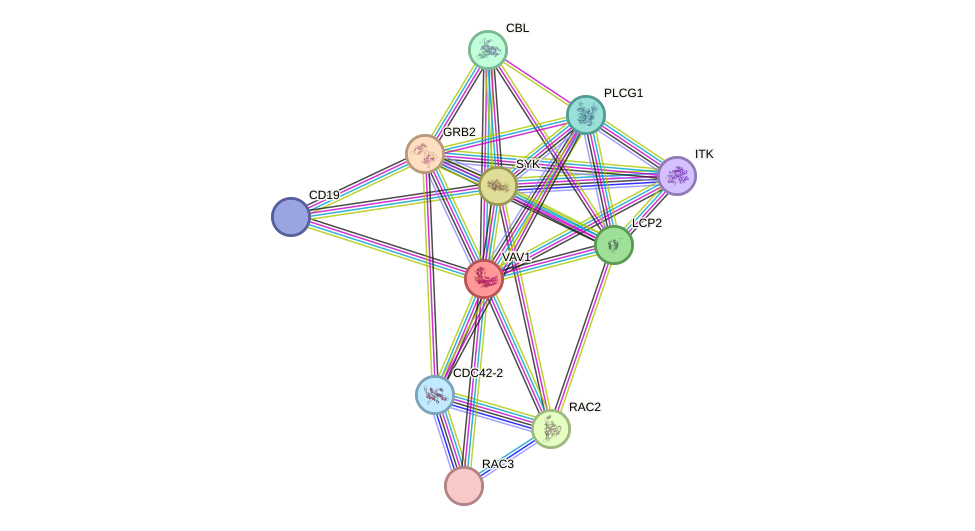 STRING protein interaction network