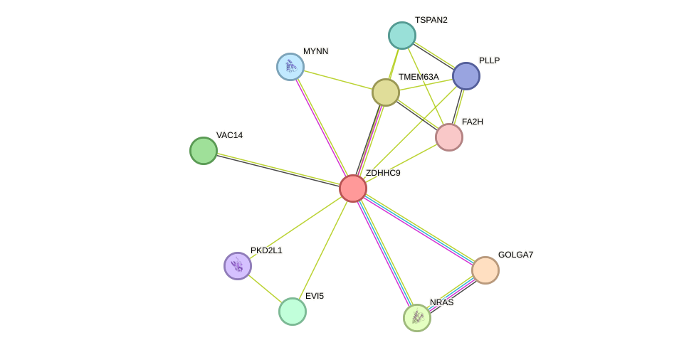 STRING protein interaction network