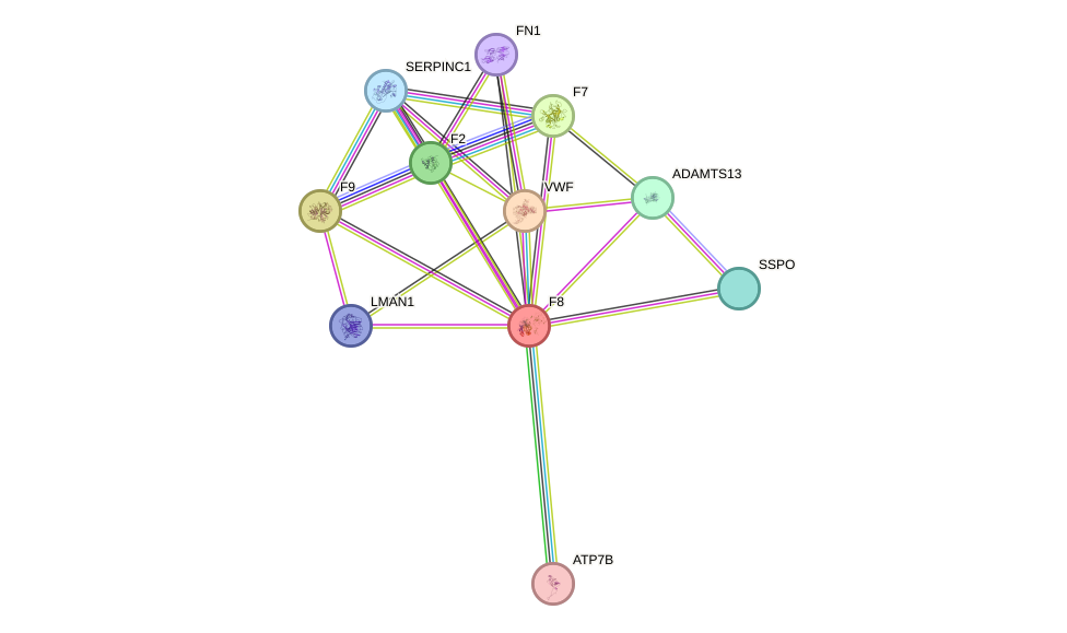 STRING protein interaction network