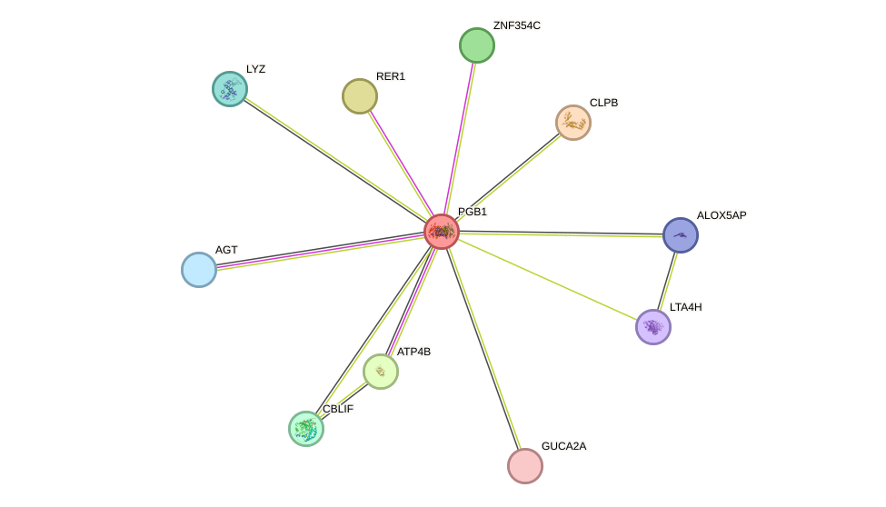 STRING protein interaction network