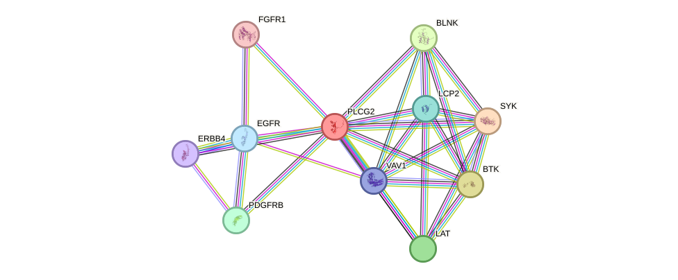 STRING protein interaction network