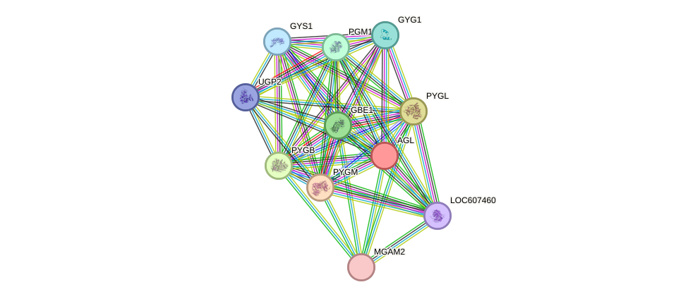 STRING protein interaction network
