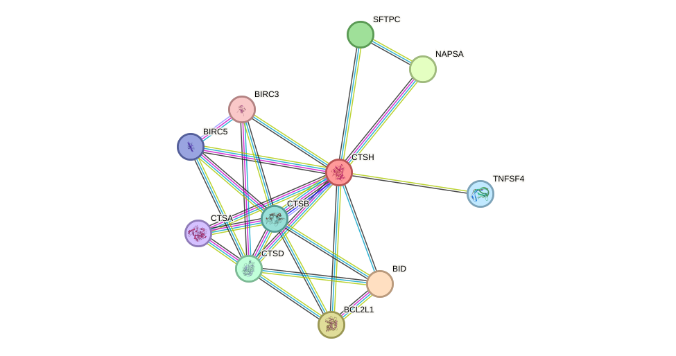 STRING protein interaction network