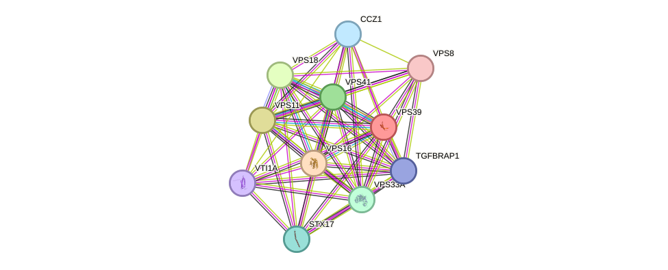 STRING protein interaction network