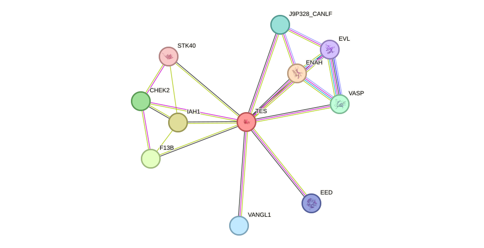 STRING protein interaction network
