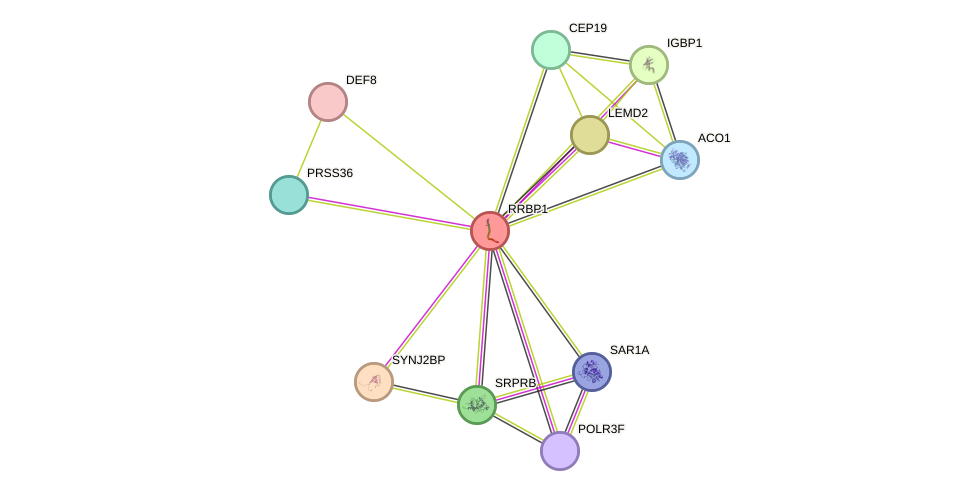 STRING protein interaction network