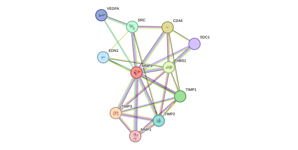 STRING protein interaction network
