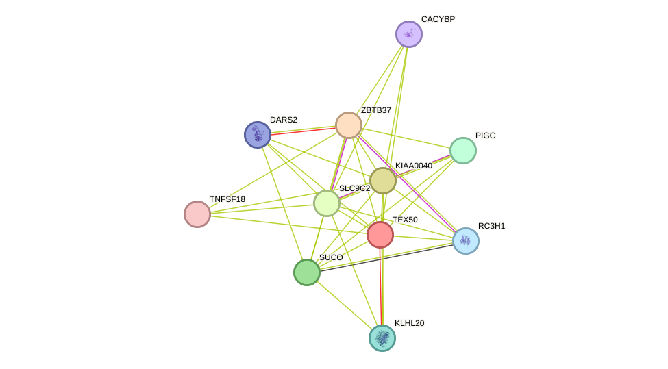 STRING protein interaction network